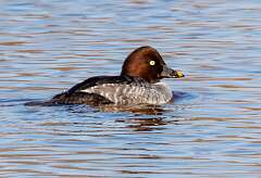 76: MarkShelly_2025-268