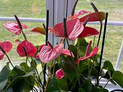 142: TomGeorgio_2025-6