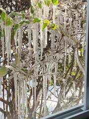 46: CeciliaRomano_2025-12