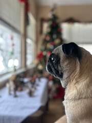 83: DarleneOstewik_2025-30