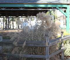 208: DonManfria_2025-343