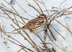 201: MarkShelly_2025-278