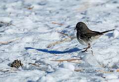 129: MarkShelly_2025-295