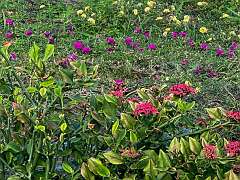 283: Xue-MingBao_2025-79