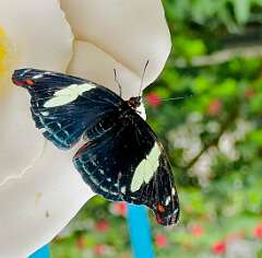 257: wendyTao_2025-68