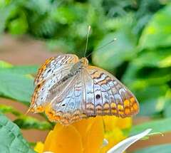 255: wendyTao_2025-69