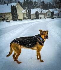 84: AlanToplitz_2026-14