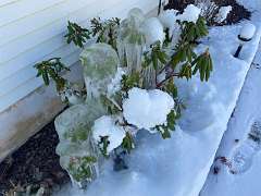 274: BerniceBailine_2025-68