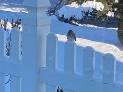 277: BerniceBailine_2025-71