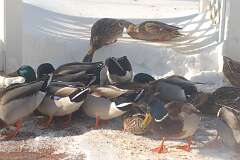 61: BerniceBaline_2026-18