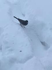 167: BerniceBaline_2026-2