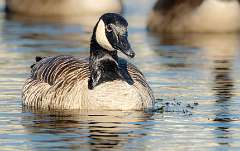 280: BillKirms_2025-345