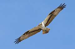 204: BillKirms_2026-12