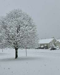 37: CarolAnnManfria_2025-65