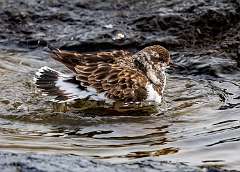 153: MarkShelly_2025-287