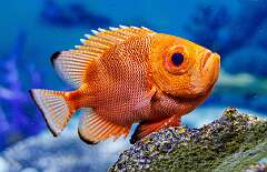 86: MarkShelly_2026-11