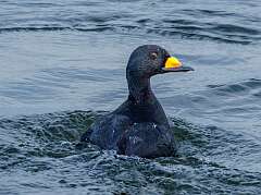 172: MarkShelly_2026-21