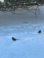 120: MonicaIppolito_2026-4