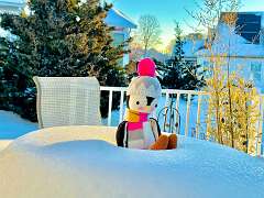 125: WendyTao_2026-2