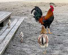 244: Xue-MingBao_2025-87