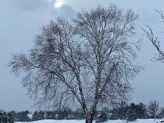 100: BerniceBaline_2026-36