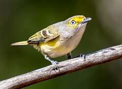 31: BillKirms_2026-96