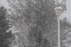 98: DonManfria_2026-51