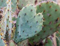 65: MarkShelly_2026-36