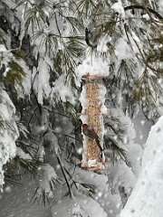 163: MonicaIppolito_2026-5