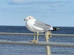 123: Xue-MingBao_2026-25