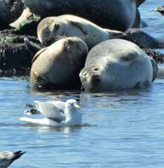 80: jenCurcione_2026-3