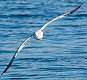 33: Ring-billed Gull-2