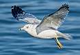 40: Ring-billed Gull-3