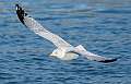 32: Ring-billed Gull-4