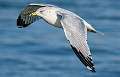 19: Ring-billed Gull-5