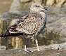 12: Gull - Great Black-backed-1