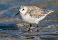 18: Sanderling-2