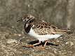 3: Turnstone - Ruddy 6