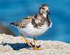 4: Turnstone - Ruddy-1