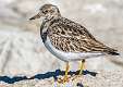 5: Turnstone - Ruddy-2