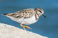 6: Turnstone - Ruddy-3