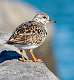 7: Turnstone - Ruddy-4