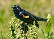 5: Blackbird - Red-winged-3