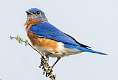 7: Bluebird - Eastern-1