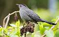 16: Catbird - Gray-1