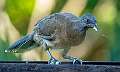 19: Chachalaca - Gray-headed-1