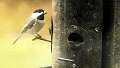 21: Chickadee - Black-capped-2