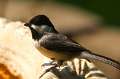 22: Chickadee - Black-capped