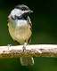 23: Chickadee - Carolina-1