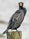 30: Cormorant - Double-crested-2